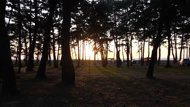 the sunset red through the pine trees 8