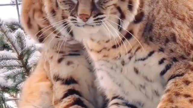 😲😲😲Majestic-looking