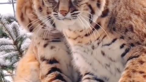 😲😲😲Majestic-looking