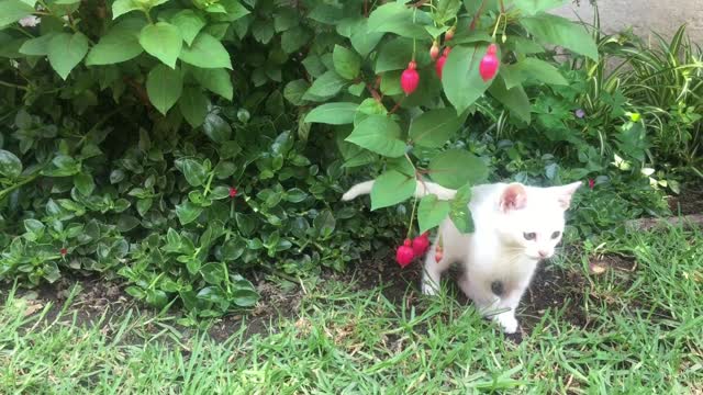 the kitten loves flowers