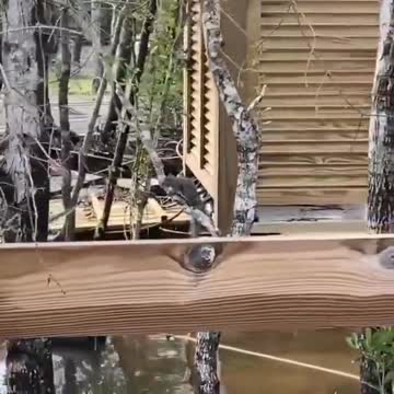 The heron grabs the squirrel with lightning speed.