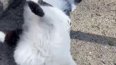 Stray Cat Paws At The Window Every Day Until Lady Adopts Him