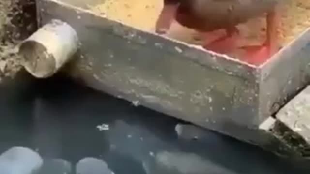 Duck feeding the fish