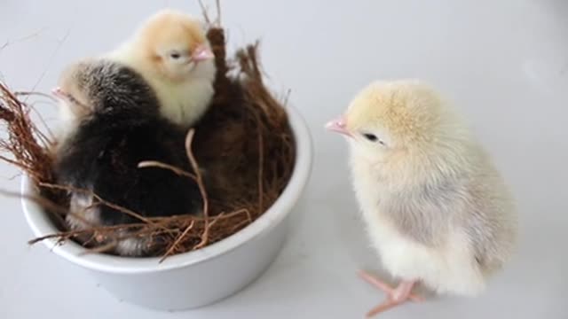 Cute chiken | Cute Chicken video#rumble