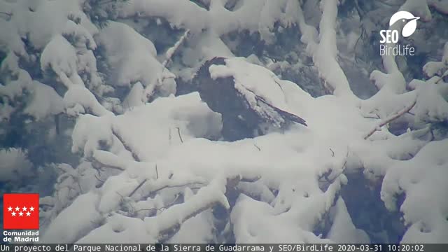 Vulture Dad Emerges From Nest Battered By Snowstorm