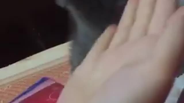 Đụt Cat shakes hands