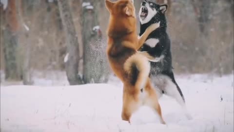 Two brothers in snow