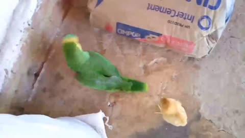 Parrot fight, see what happened!