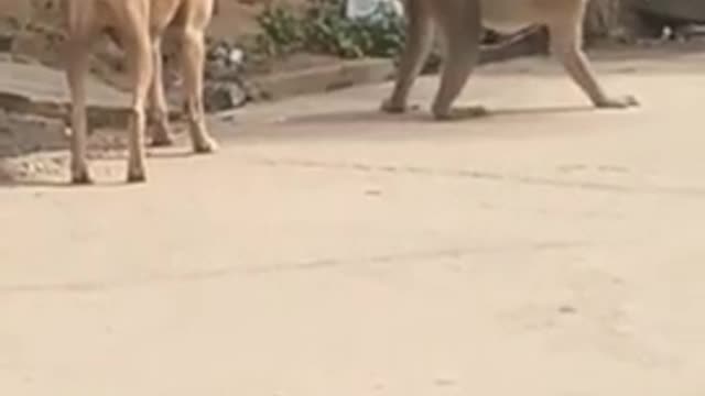 Dog and monkey Super Funny Animal