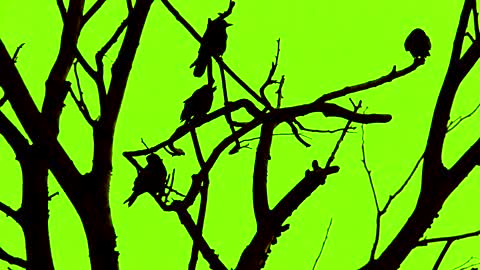 Bird in trees on green background