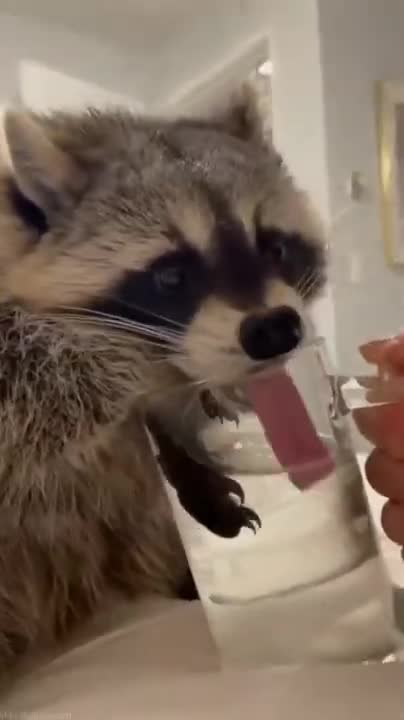 KUCING KEMBAR SHOLAWAT ALLAHUL KAFI ROBBUNAL KAFI