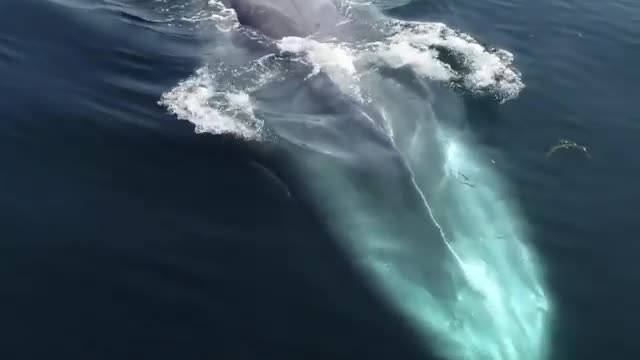 Really a magnificent creature,Blue whale a close shot