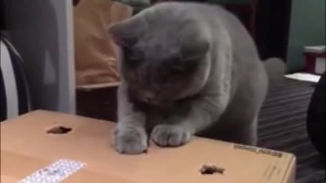 cat whack-a-mole