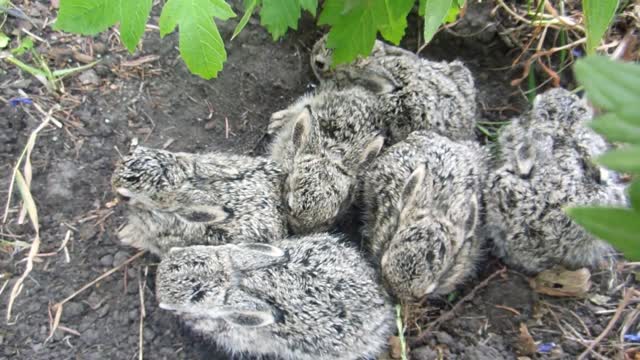 Charming Jackrabbit Babies