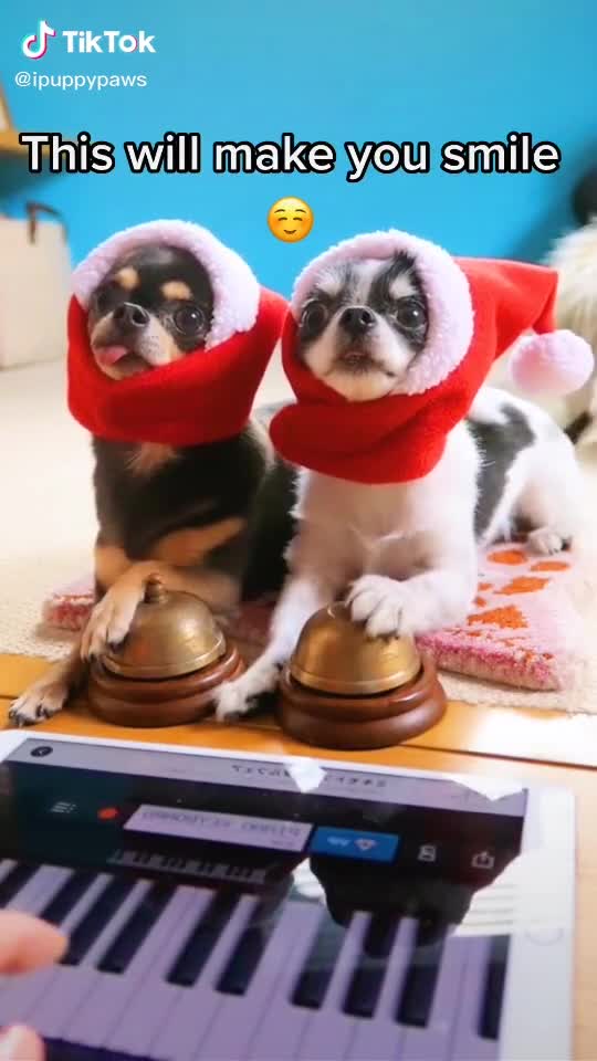 Fanny Dogs playing music