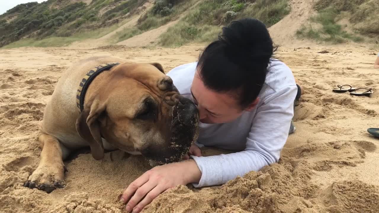 Boerboel South African Mastiff cuddling Mum on the beach