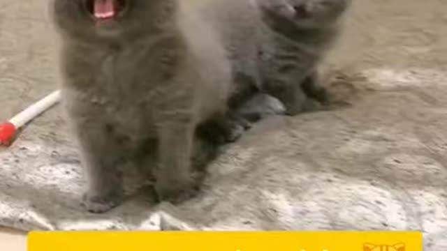 Lovely cat, black cat, chats, funny chats, funny cat videos 1763