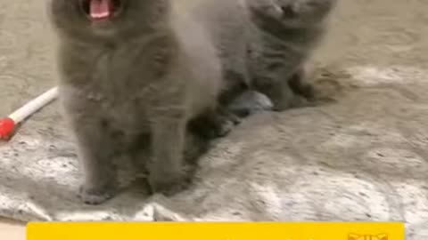 Lovely cat, black cat, chats, funny chats, funny cat videos 1763