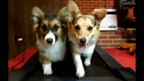 Gif video of dogs on the gym mat