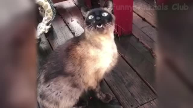 The Best Funny Videos Of Cats And Dogs 🐶😹 - Funny Animals Compilation 😂