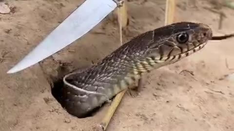 Simple DIY big snake trap using Knife