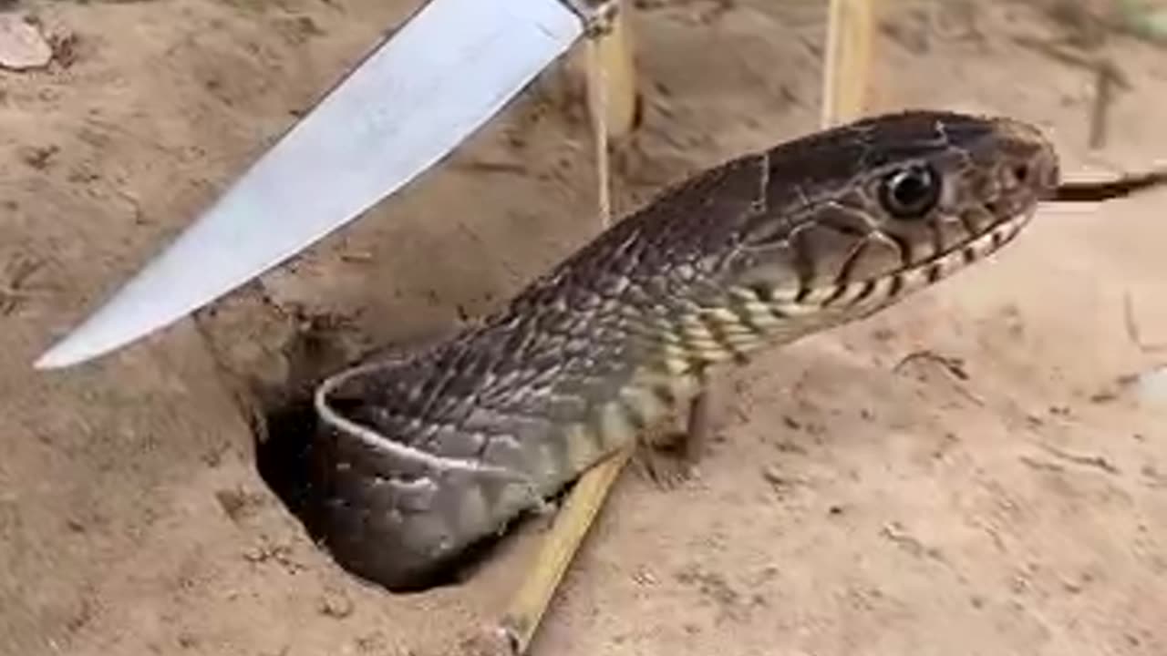 Simple DIY big snake trap using Knife