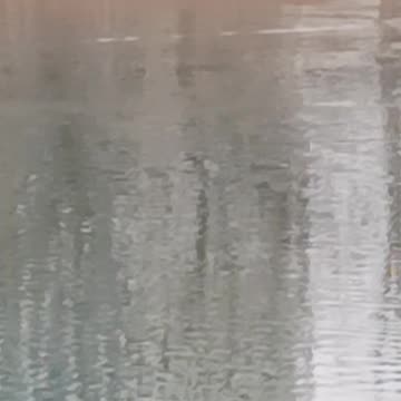 Bufflehead Ducks and a comorant.