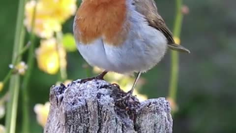 Beautiful Bird video