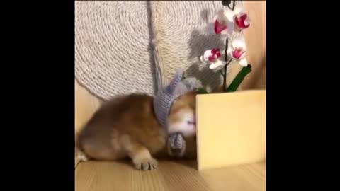 Cute Baby Animals (video compilation) #1