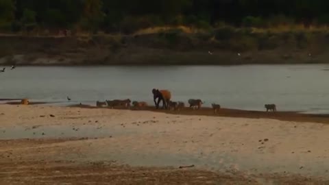 Lions hunt Elephant