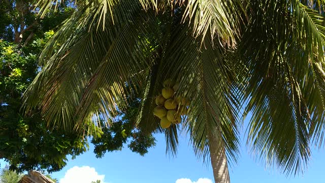 Coconut picking western Vietnam