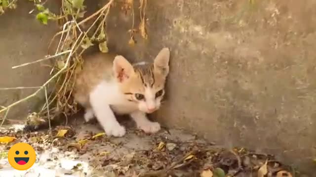 The kitten is playing beautifully