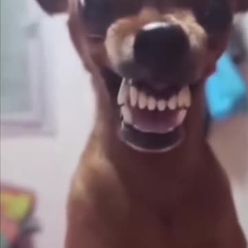 The end#funny #funnyvideos #haha #animals #cat #dog #pet