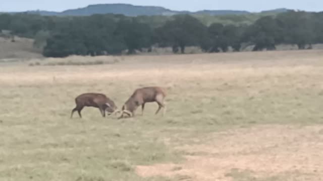 Deer in rut, different species II