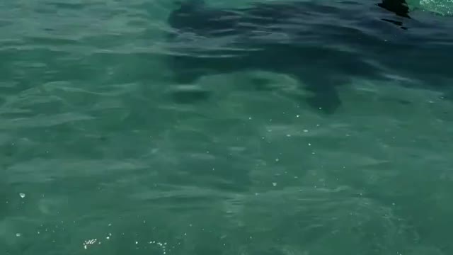 Hammerhead Circles Their Boat