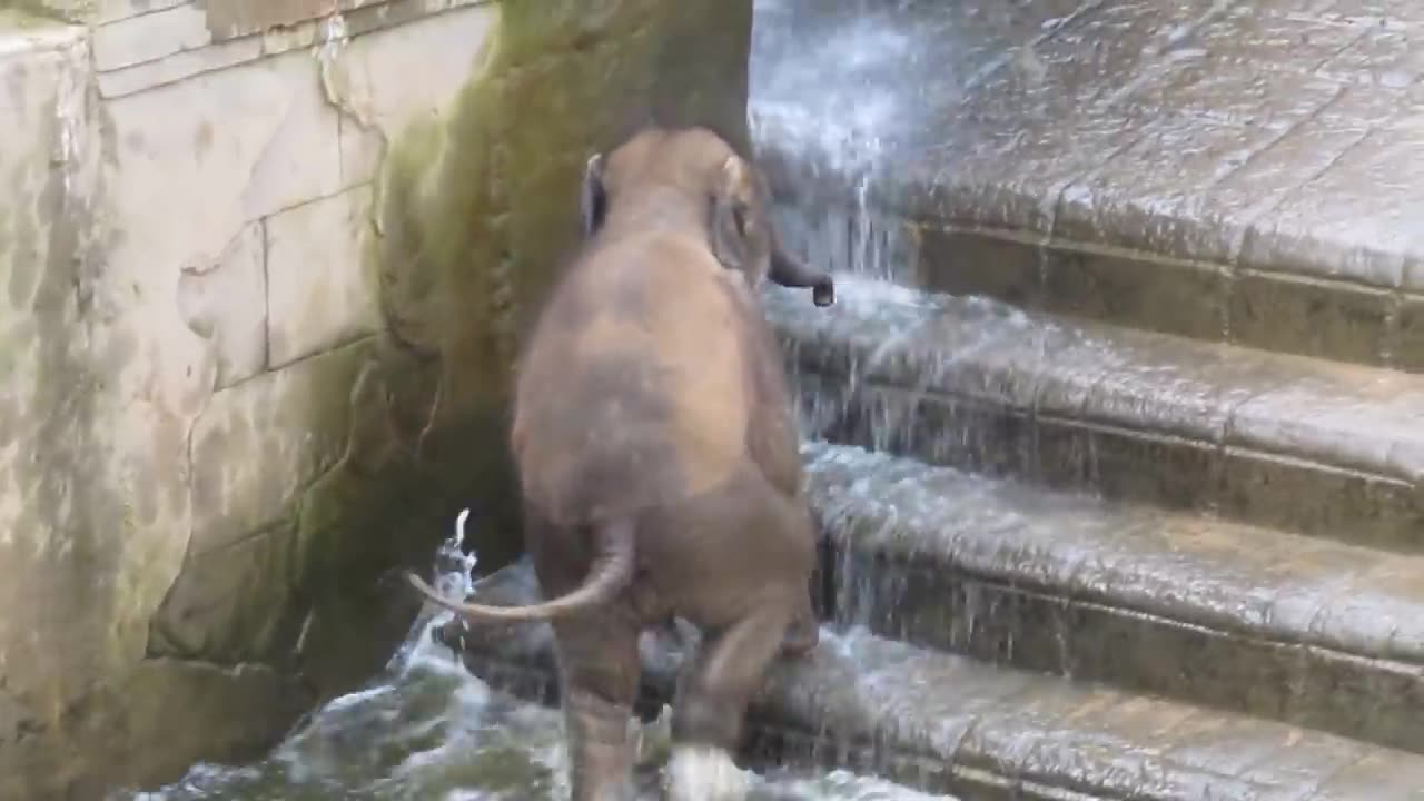 Elefantenbaby geht baden im Zoo Hannover