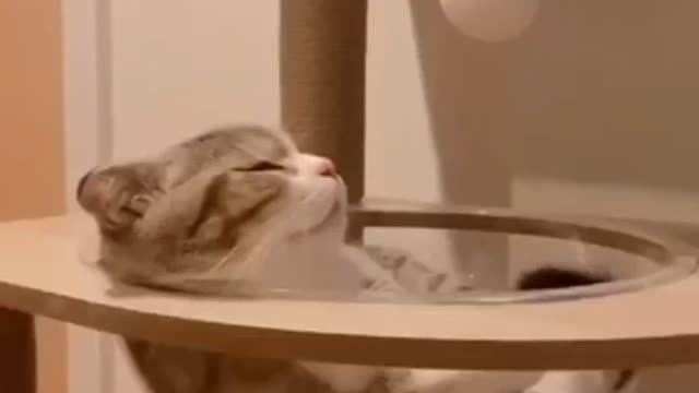 Funny cat