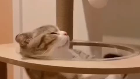 Funny cat