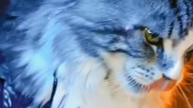 Best cat!🔥🔥 Transformation Cat !🔥🔥|Best attitude Cat