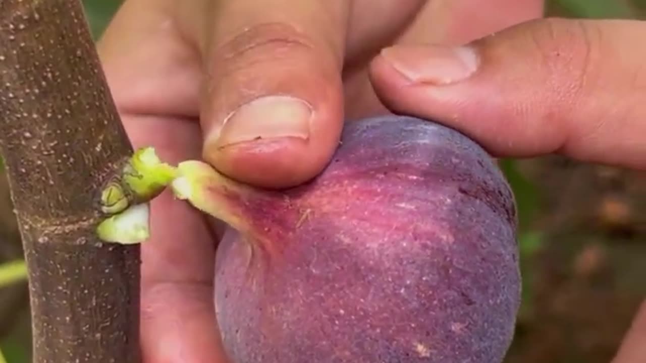 Amazing ripe pomegranate peeling skills |food