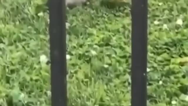 Squirrel just having breakfast
