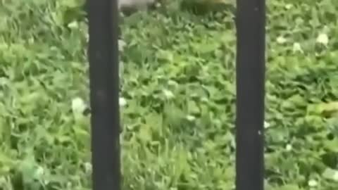 Squirrel just having breakfast