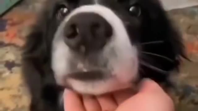 Dogs Expectation vs Reality 😂 funny and cute dog video