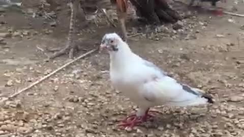 Dove and peacock coexist peacefully