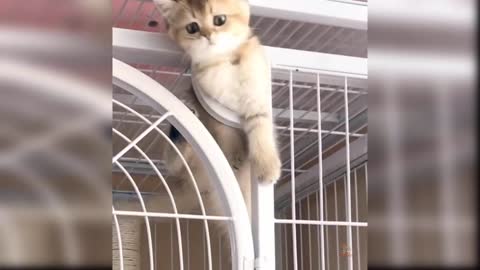 Cute and funny cat videos