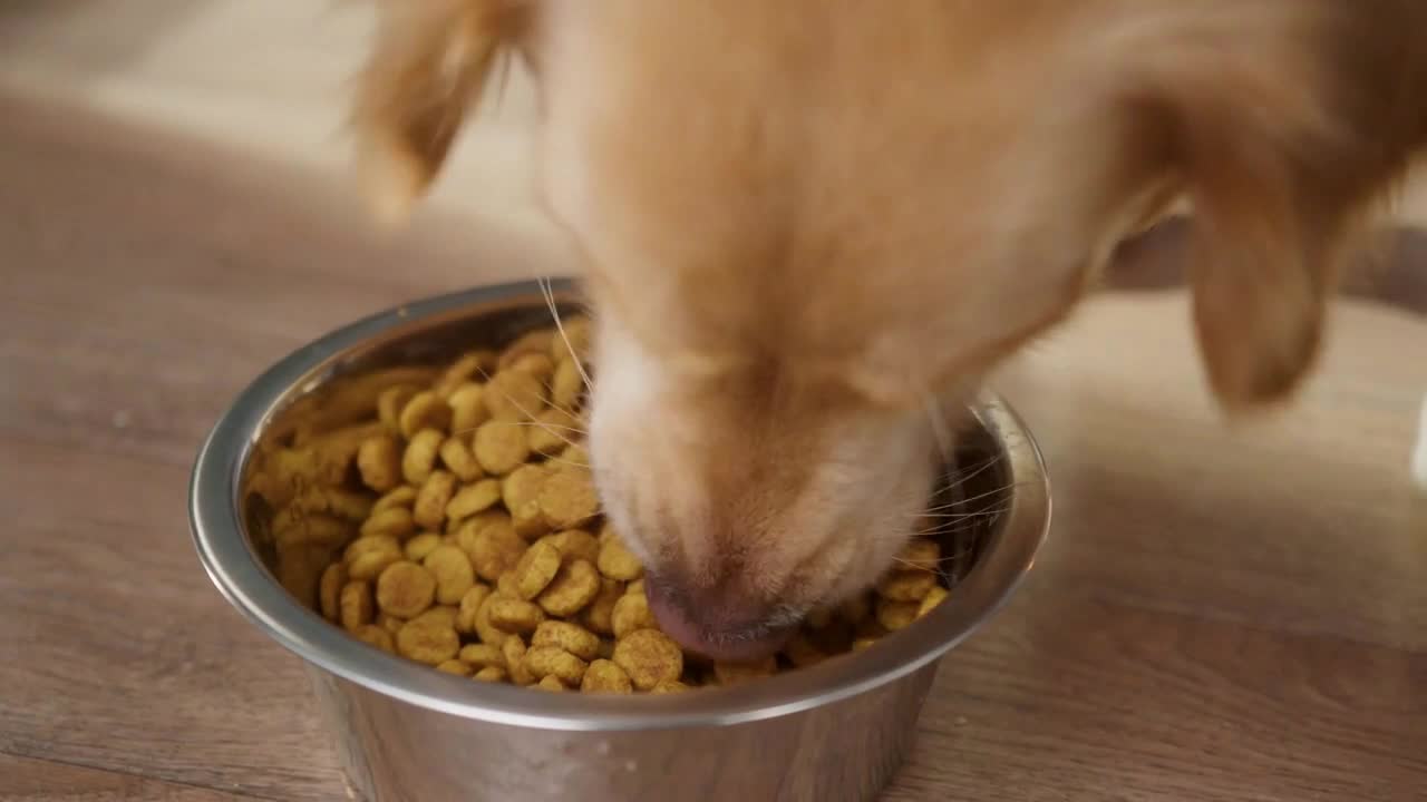 Hungry golden retriever eating dog food from metal bowl after walking