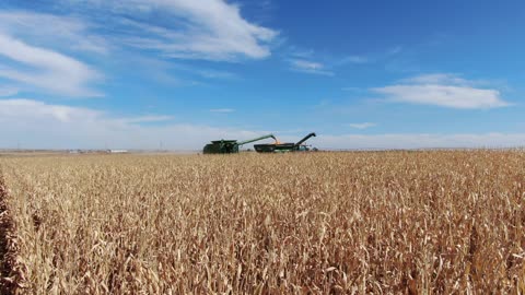 Low over corn and pan as equipment crosses