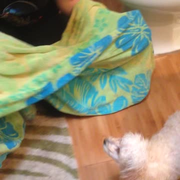 Dog demands to be dried after bath