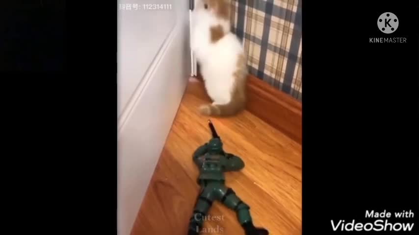 Funny Cat Slaps The Military Person