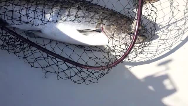 Big Salmon Caught on Lake Ontario